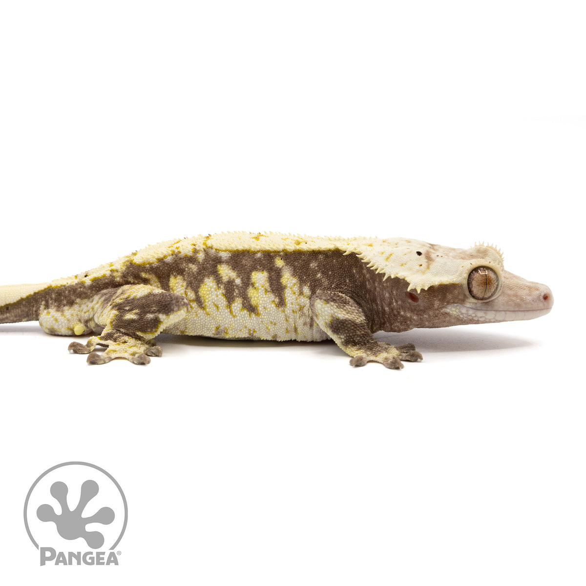 Male Extreme Harlequin Crested Gecko | Pangea Reptile | Cr-2388 ...