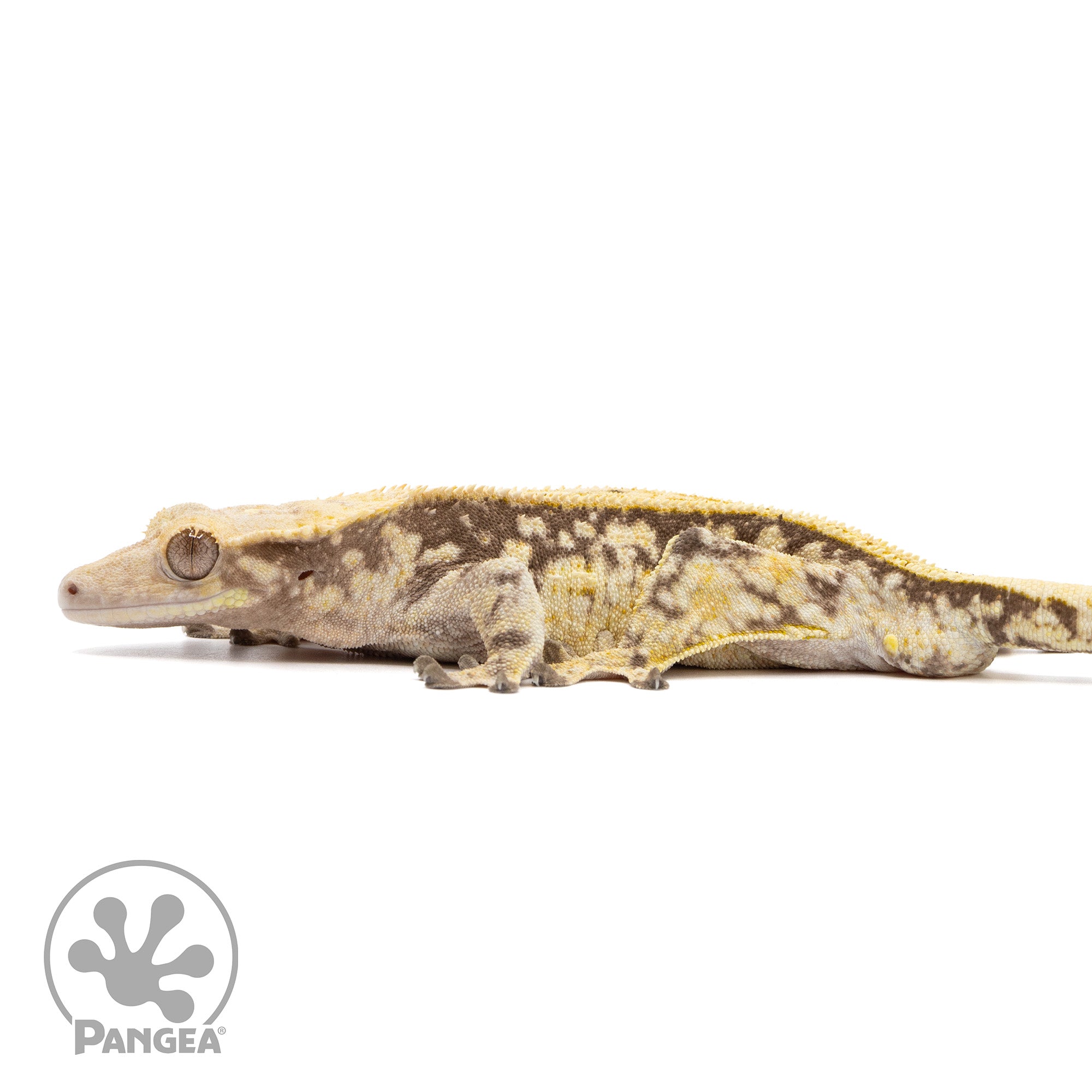 Male Pinstripe Crested Gecko Cr-2392