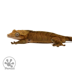 Male Red Tiger Crested Gecko Cr-2406