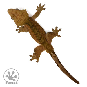 Male Red Tiger Crested Gecko Cr-2406