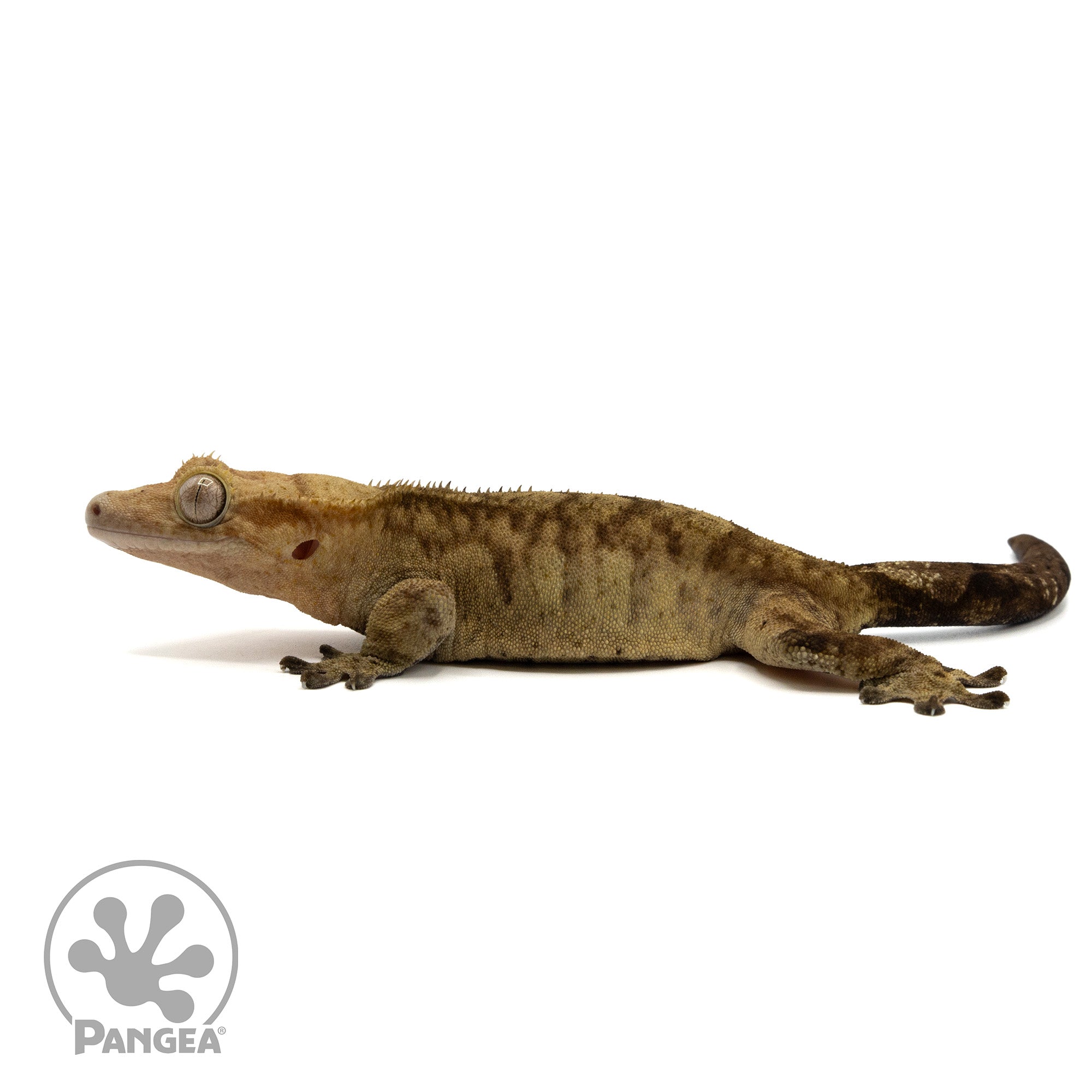 Female Tiger Crested Gecko Cr-2408