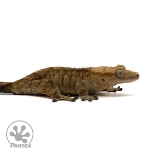 Female Tiger Crested Gecko Cr-2408