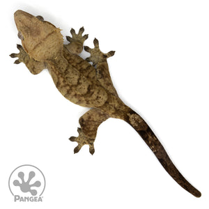 Female Tiger Crested Gecko Cr-2408