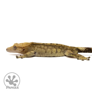 Male Tiger Crested Gecko Cr-2409