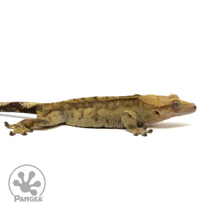 Male Tiger Crested Gecko Cr-2409