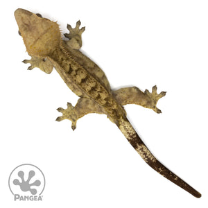 Male Tiger Crested Gecko Cr-2409