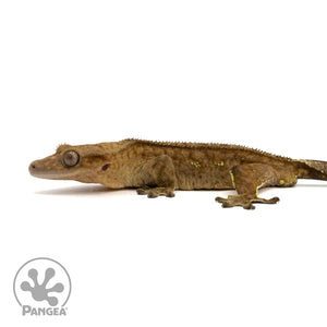 Male Brindle Crested Gecko Cr-2411