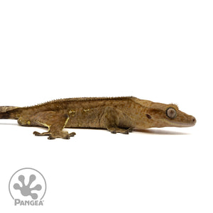 Male Brindle Crested Gecko Cr-2411