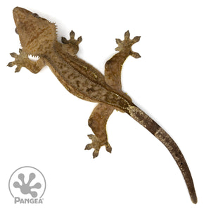 Male Brindle Crested Gecko Cr-2411