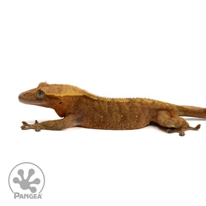 Male Red Tiger Crested Gecko Cr-2413