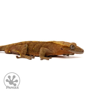 Male Red Tiger Crested Gecko Cr-2413