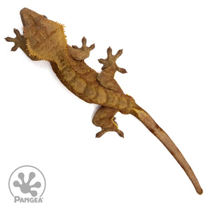 Male Red Tiger Crested Gecko Cr-2413