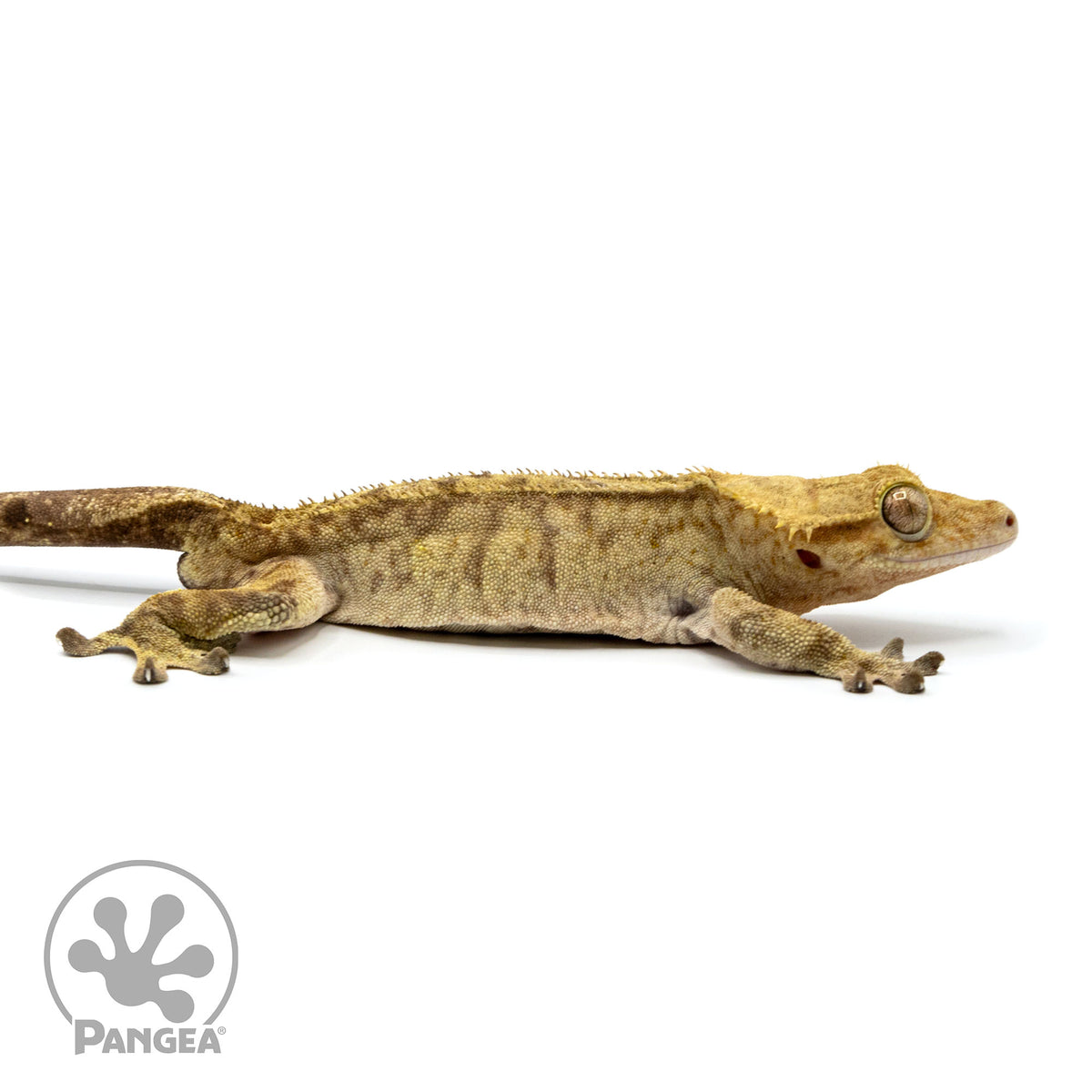 Male Tiger Crested Gecko | Pangea Reptile | Cr-2417 - Pangea Reptile LLC