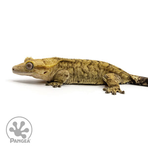 Female Brindle Crested Gecko Cr-2418