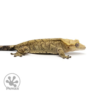 Female Brindle Crested Gecko Cr-2418