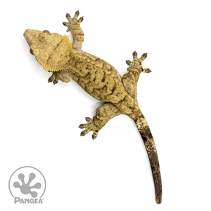 Female Brindle Crested Gecko Cr-2418