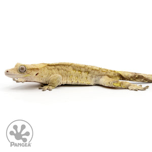 Male Tiger Crested Gecko Cr-2420