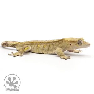 Male Tiger Crested Gecko Cr-2420