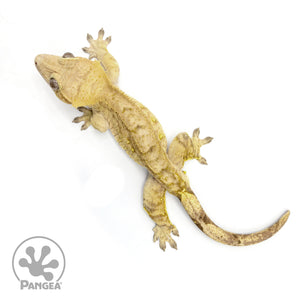 Male Tiger Crested Gecko Cr-2420