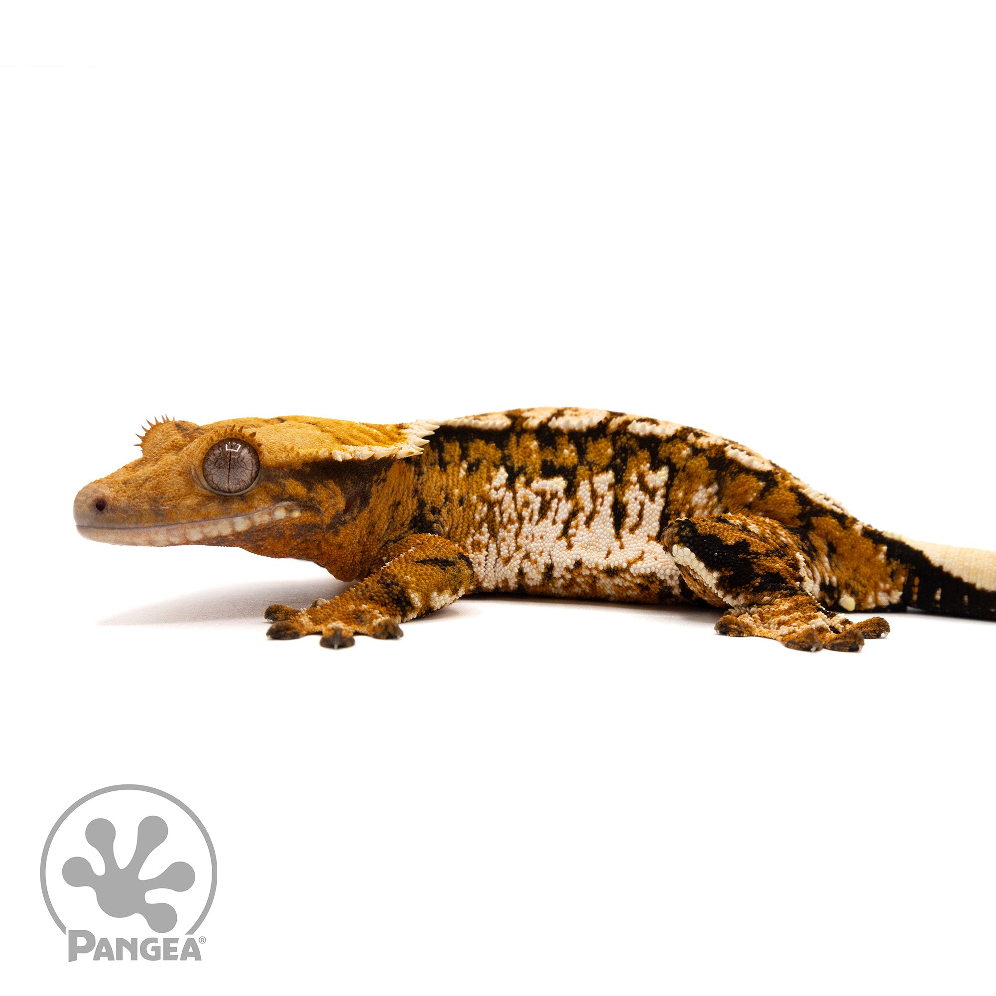 Female Tricolor Crested Gecko Cr-2422 facing left