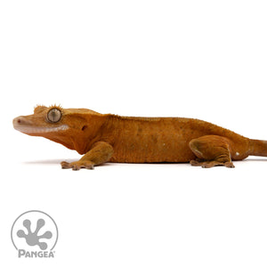 Female Red Phantom Crested Gecko Cr-2428 facing left