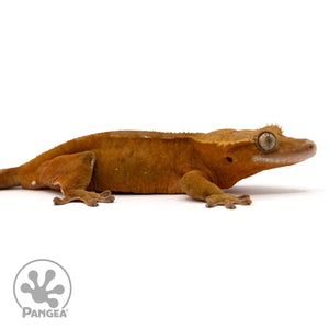 Female Red Phantom Crested Gecko Cr-2428 facing right