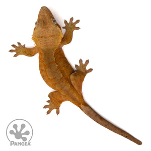 Female Red Phantom Crested Gecko Cr-2428 from above