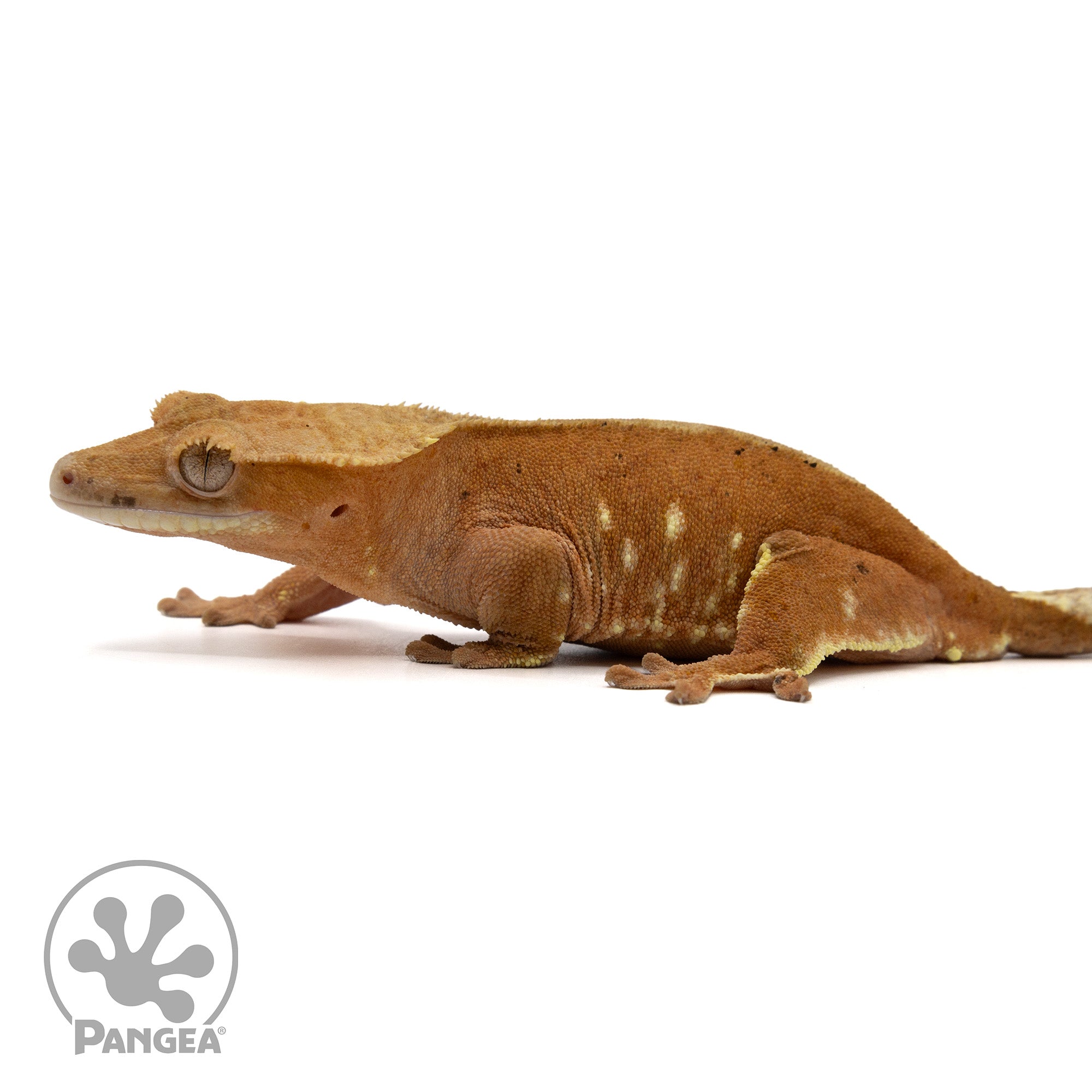 Female Red Phantom Crested Gecko Cr-2429 facing left