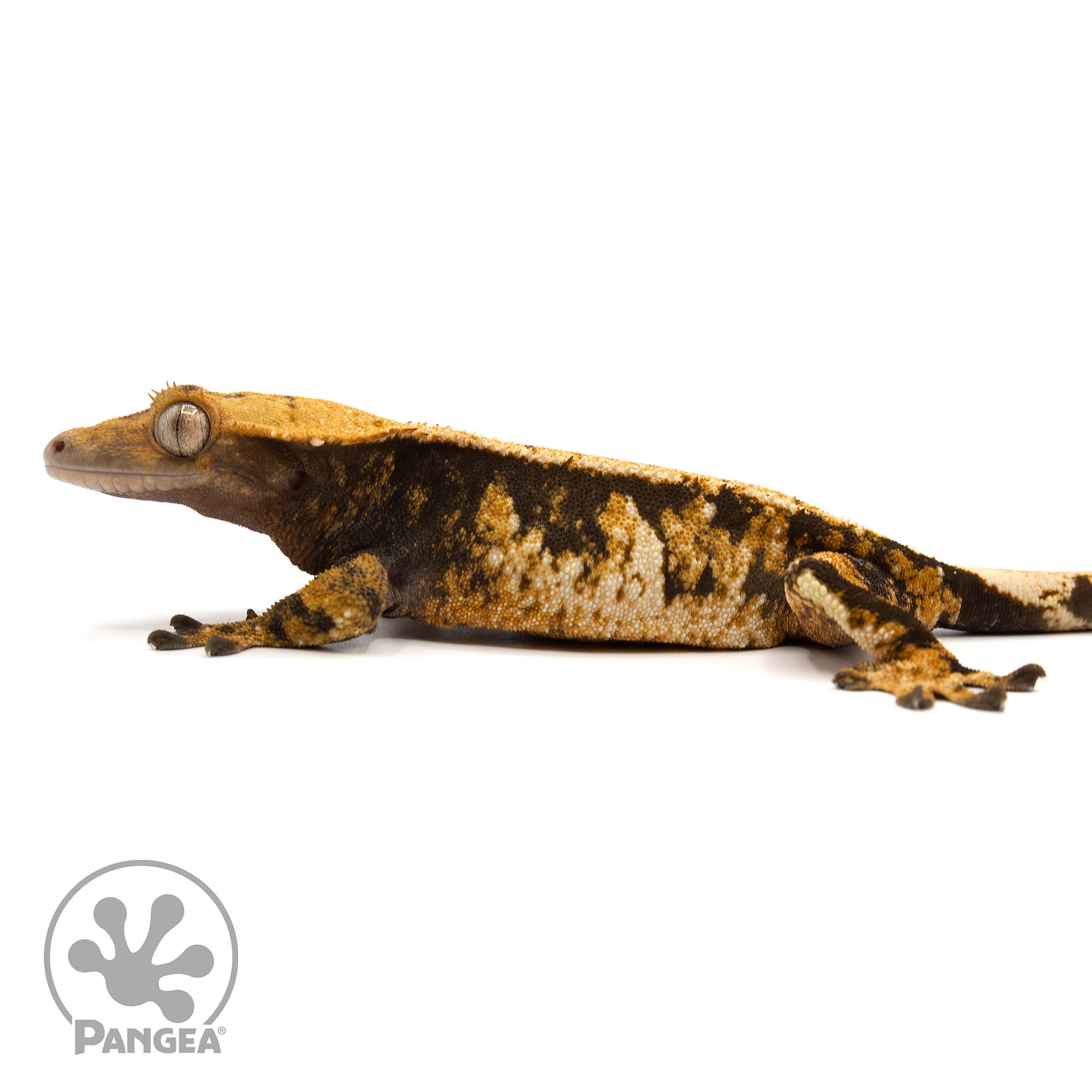 Female Extreme Tricolor Crested Gecko Cr-2432 facing left