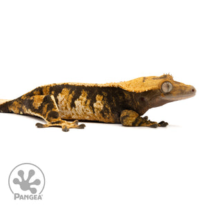 Female Extreme Tricolor Crested Gecko Cr-2432 facing right