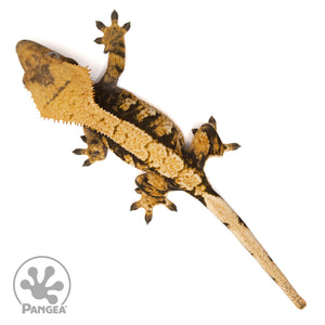 Female Extreme Tricolor Crested Gecko Cr-2432 from above