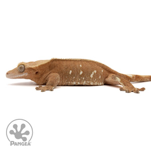 Female Red Phantom Crested Gecko Cr-2433 facing left