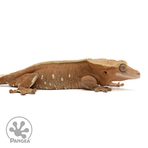 Female Red Phantom Crested Gecko Cr-2433 facing right