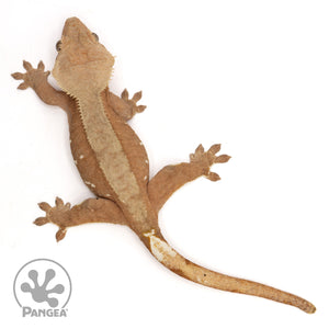 Female Red Phantom Crested Gecko Cr-2433 from above