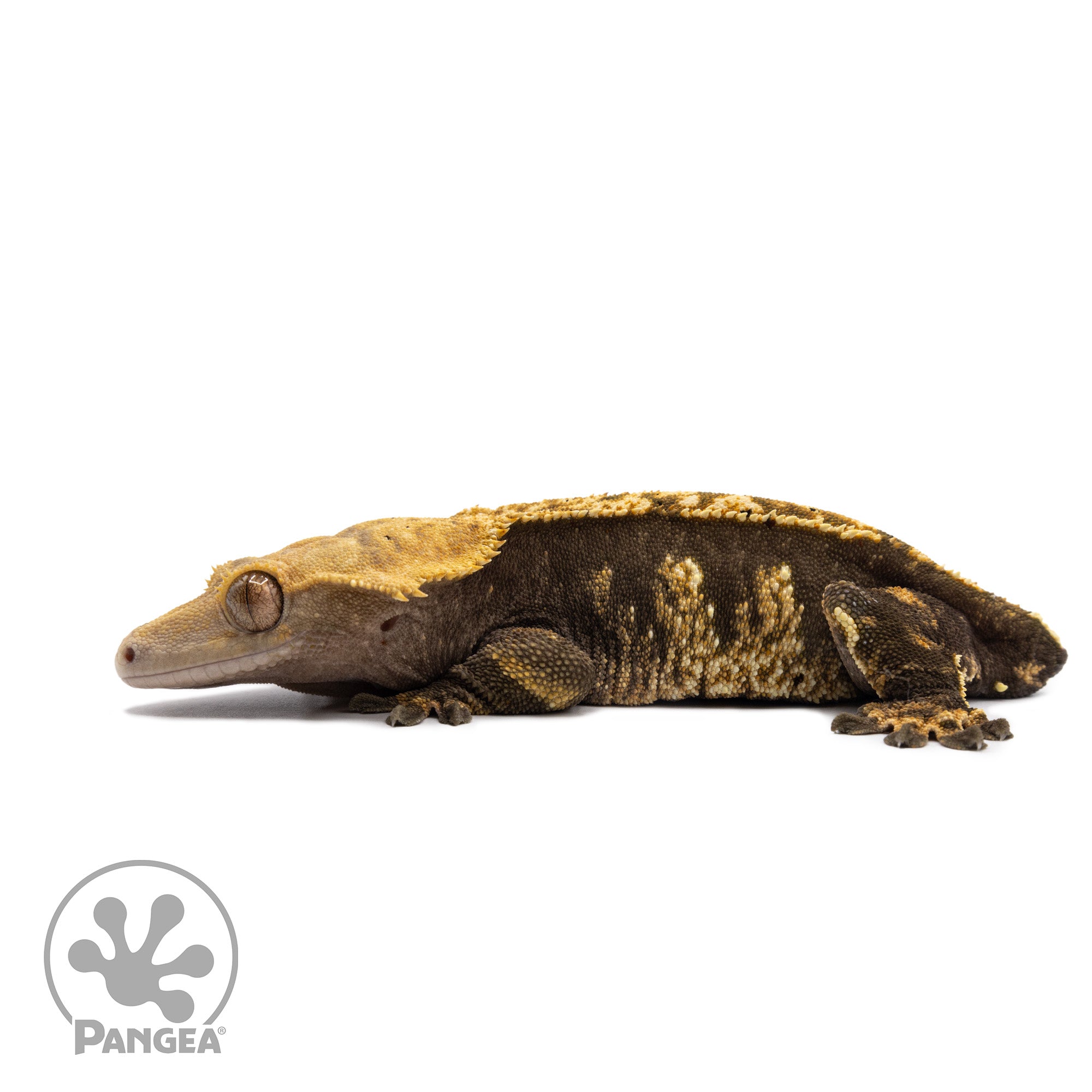 Female Harlequin Crested Gecko Cr-2434 facing left