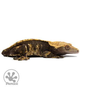 Female Harlequin Crested Gecko Cr-2434 facing right