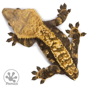 Female Harlequin Crested Gecko Cr-2434 from above