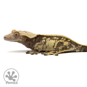 Female Extreme Crested Gecko Cr-2435 facing left