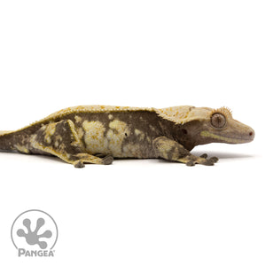 Female Extreme Crested Gecko Cr-2435 facing right