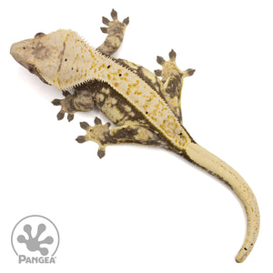 Female Extreme Crested Gecko Cr-2435 from above