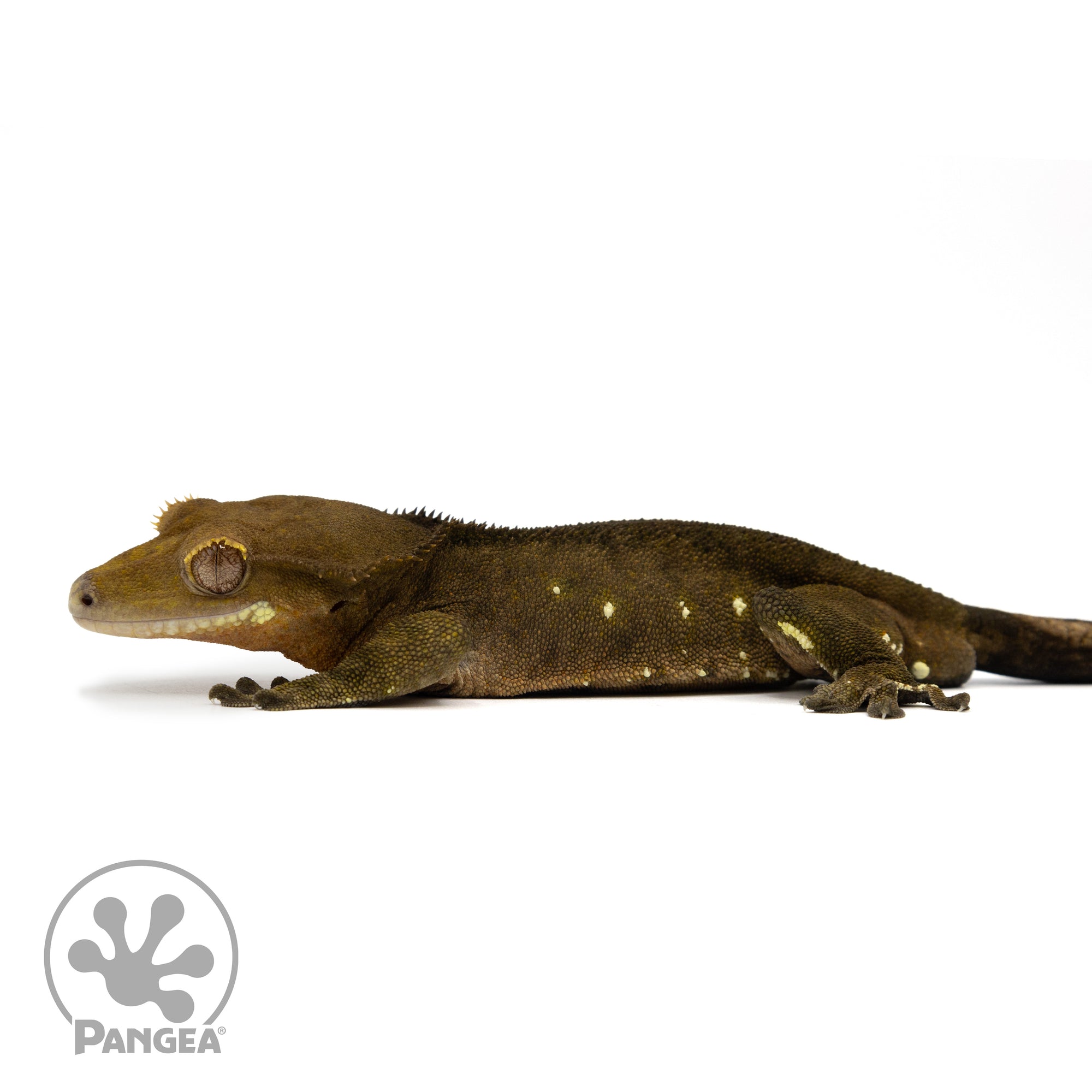 Male Dark Phantom Portholes Crested Gecko Cr-2439 facing left