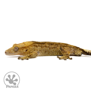 Male Tiger Crested Gecko Cr-2440 facing left