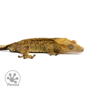 Male Tiger Crested Gecko Cr-2440 facing right