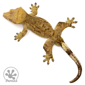 Male Tiger Crested Gecko Cr-2440 from above