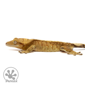 Male Tiger Crested Gecko Cr-2441 facing Left