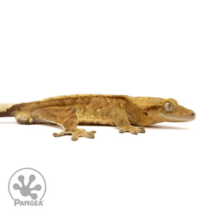 Male Tiger Crested Gecko Cr-2441 facing right