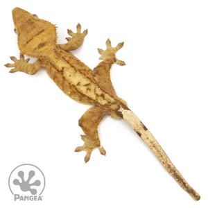 Male Tiger Crested Gecko Cr-2441 from above