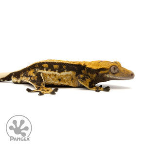 Male Quadstripe Crested Gecko Cr-2442 facing right