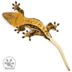 Male Quadstripe Crested Gecko Cr-2442 from above