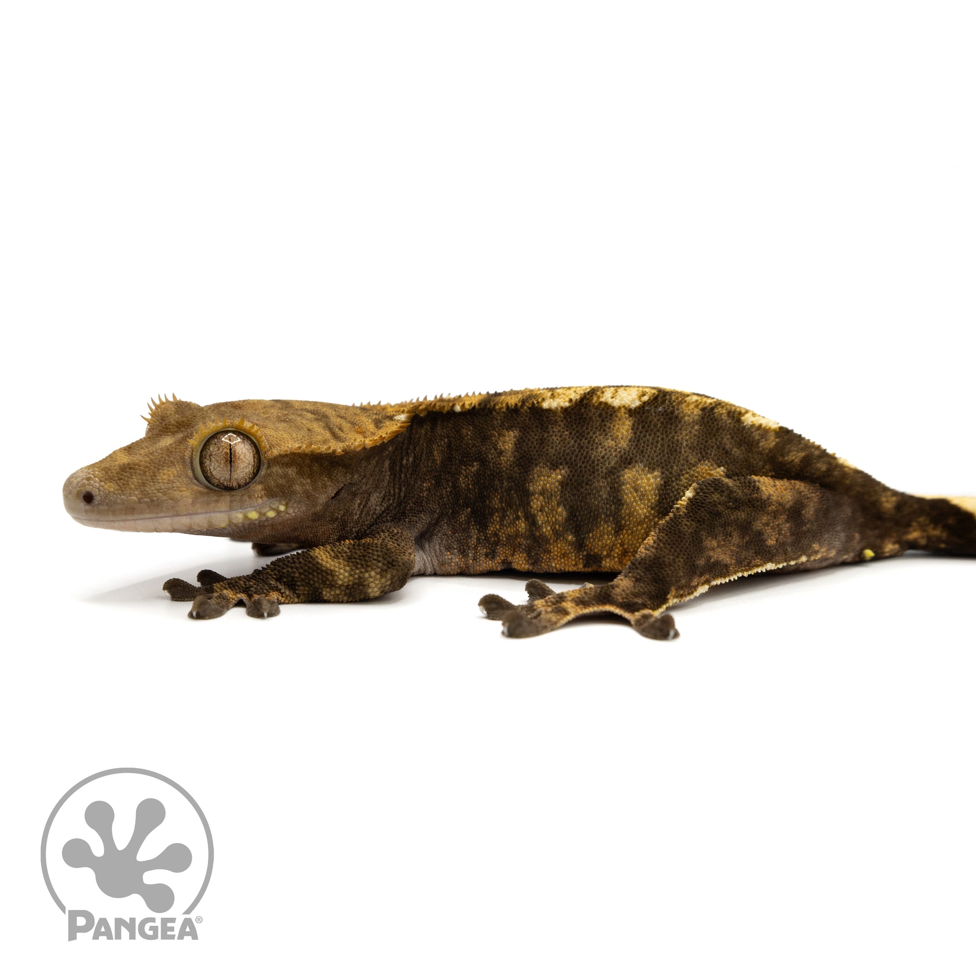 Female Extreme Harlequin Crested Gecko Cr-2445 facing left